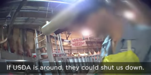 Screenshot of Compassion Over Killing video inside QPP plant.