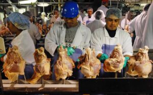 Meat and poultry workers face high rates of injury and often receive substandard medical care.